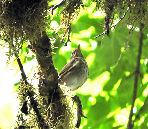 swainsons thrush small graphic